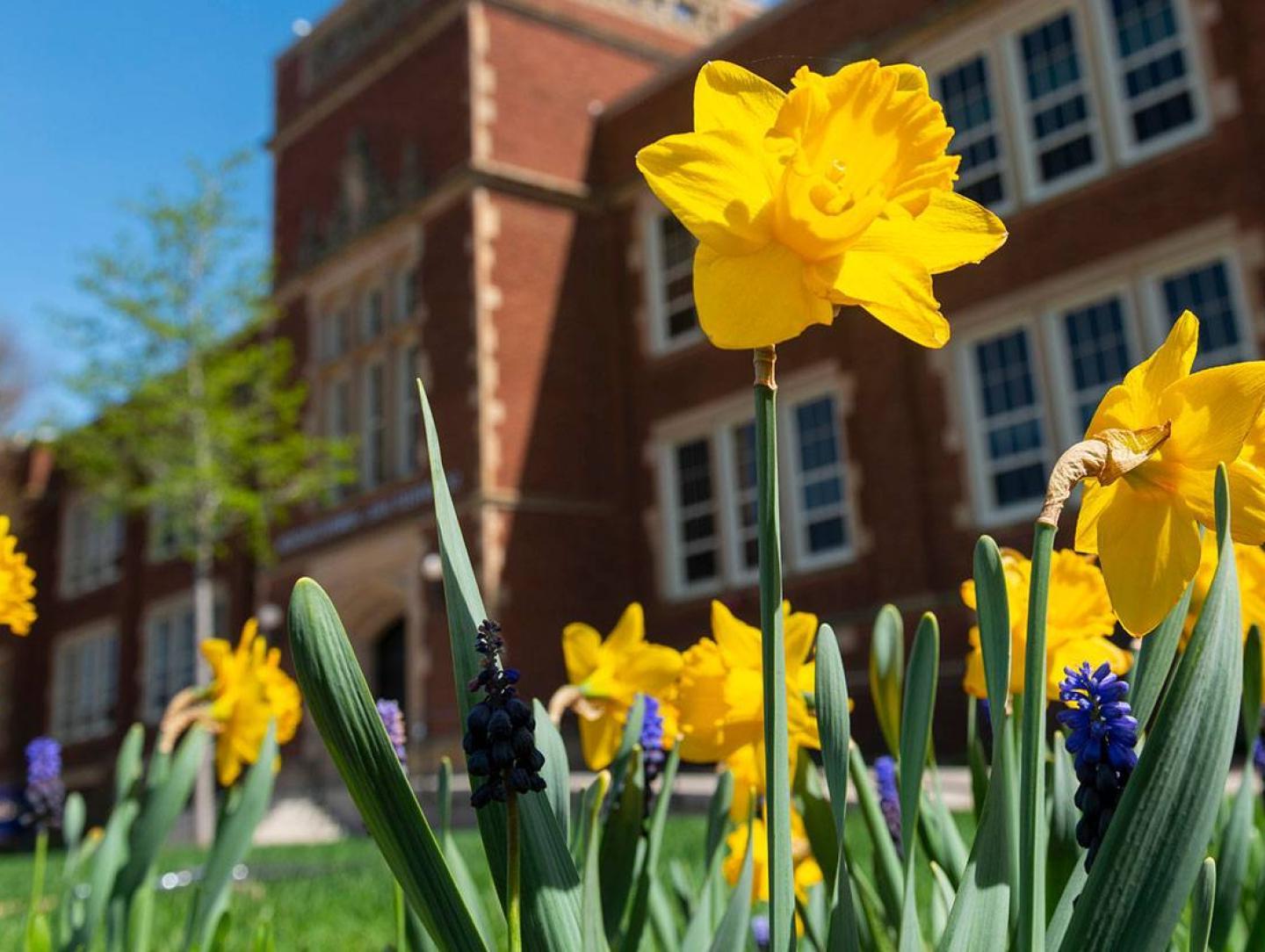 spring scene with daffodils 